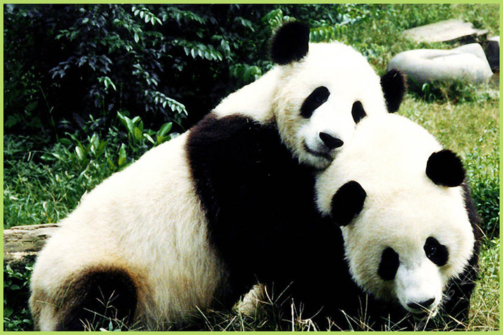 秦嶺國家公園總體規(guī)劃編制項(xiàng)目招標(biāo)代理